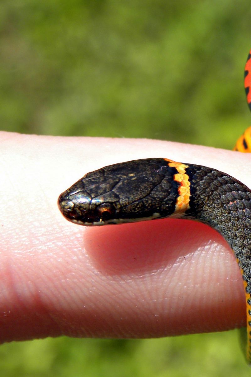 Черная с желтыми пятнами на голове. Амурский полоз оранжевый. Чёрная гадюка с жёлтыми полосами. Оранжево черная змея. Черная змея с желтой полосой.