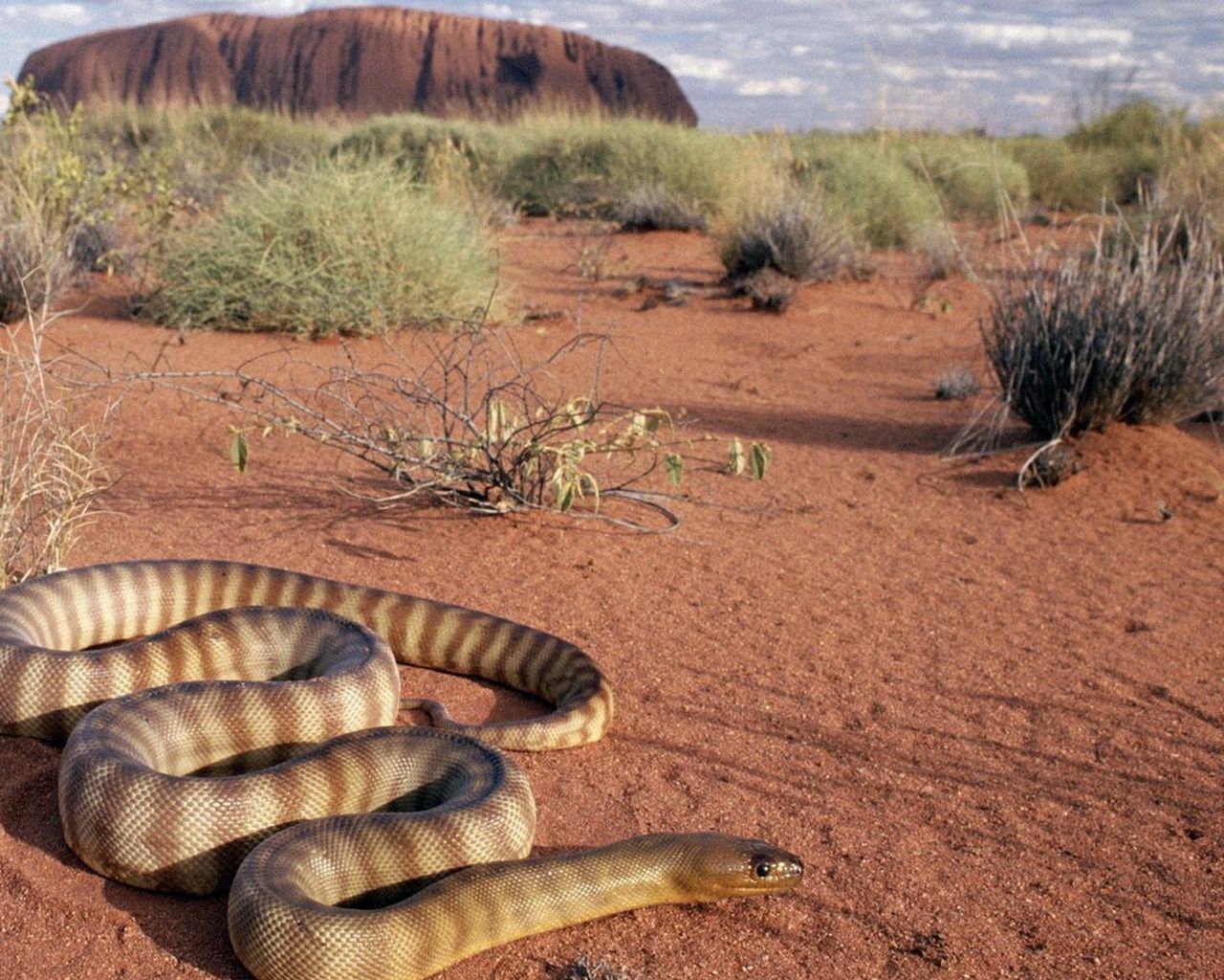 Змеи пустыни Намиб. Змеи пустыни Геншин. Ядовитые змеи пустыни. Зериг Песочная змея. Искушение песчаного змея