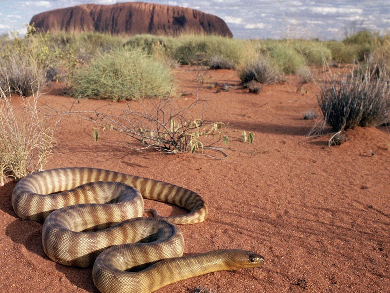 Какую среду обитания освоила песчаная змея
