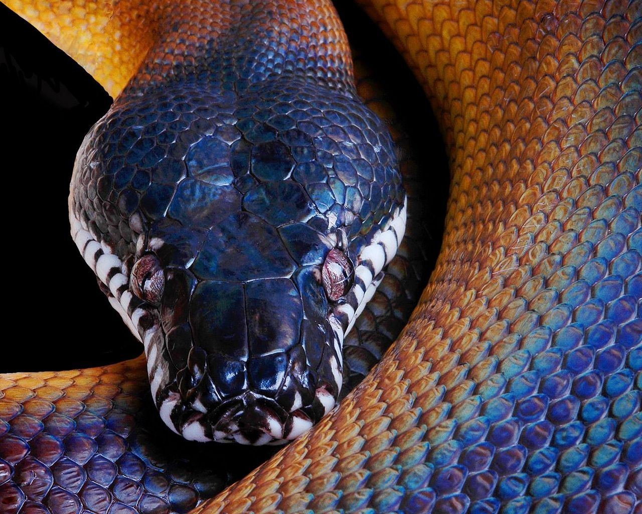фото змей башки