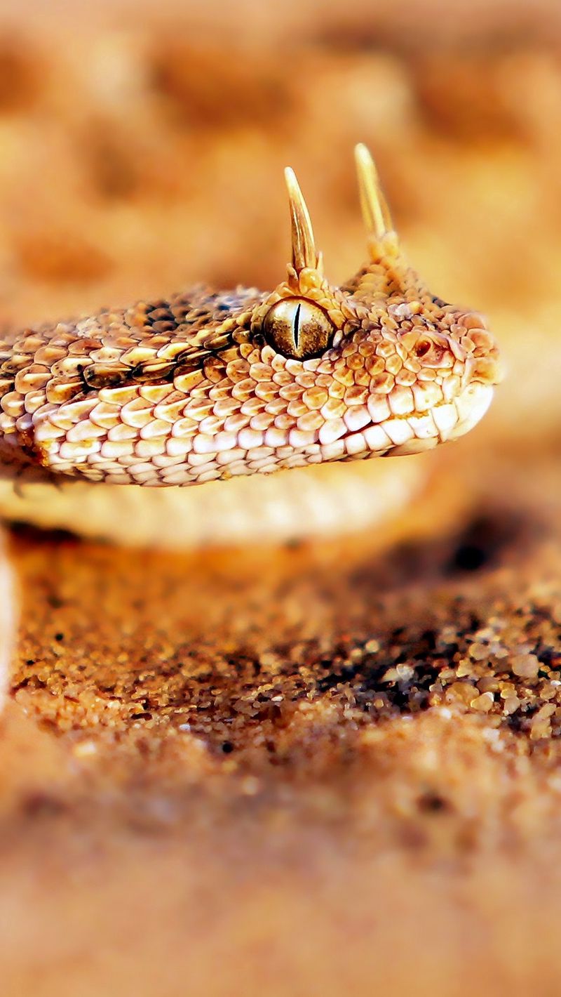 фото змеи с рогами