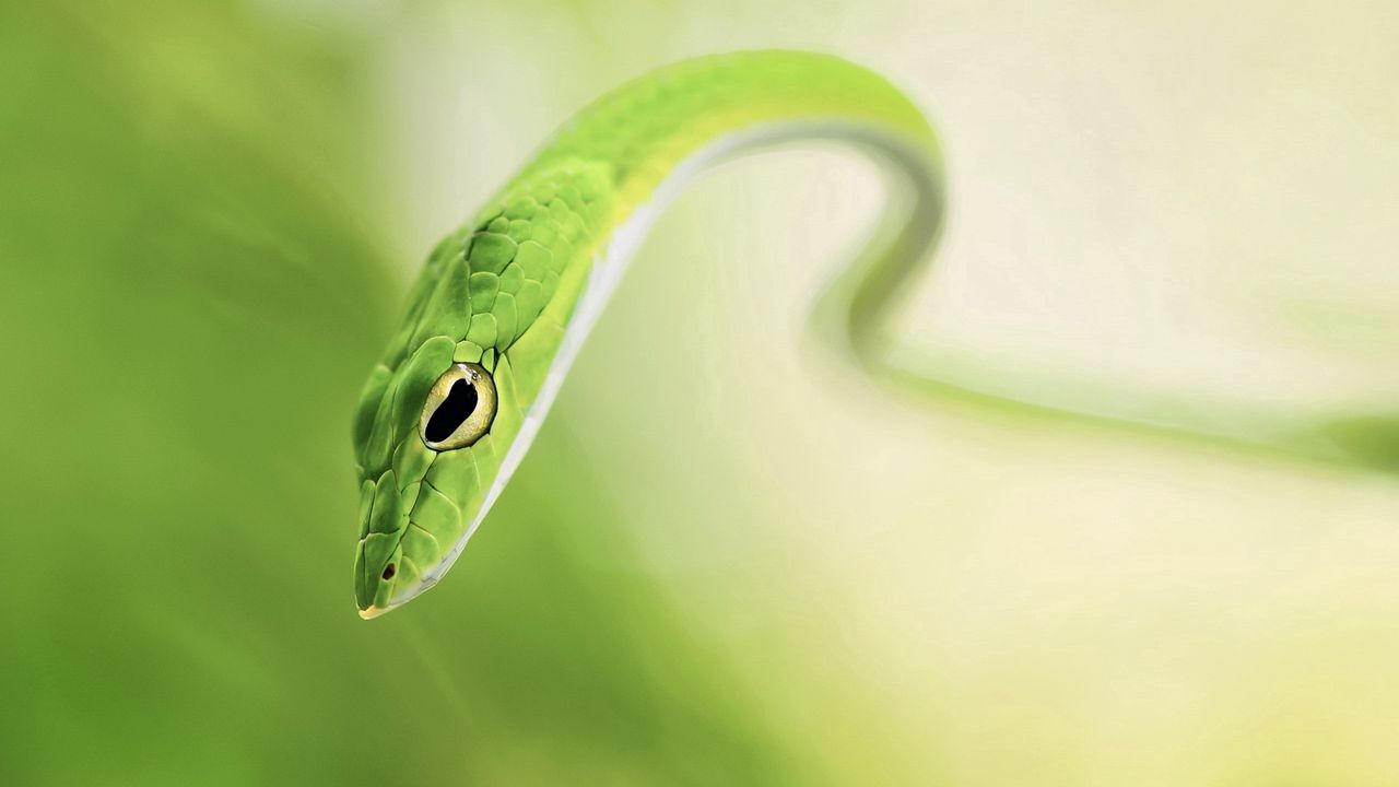 Обои змея, размытость, зеленая