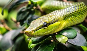 Превью обои змея, рептилия, чешуя, зеленый
