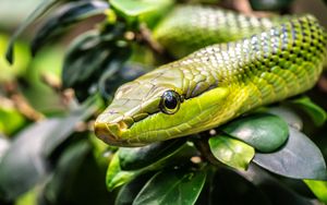 Превью обои змея, рептилия, чешуя, зеленый