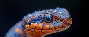 Превью обои змея, рептилия, глаз, макро, дикая природа
