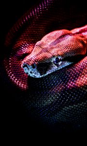 Превью обои змея, рептилия, красный, темный, чешуя