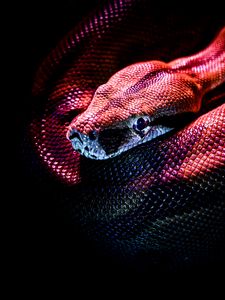 Превью обои змея, рептилия, красный, темный, чешуя