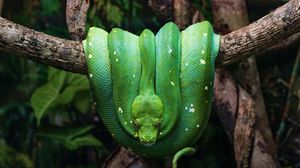 Превью обои змея, рептилия, зеленый, дерево