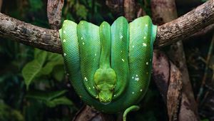 Превью обои змея, рептилия, зеленый, дерево