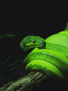 Превью обои змея, рептилия, зеленый, мокрый