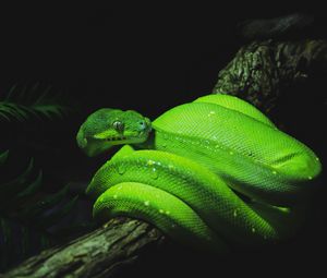 Превью обои змея, рептилия, зеленый, мокрый