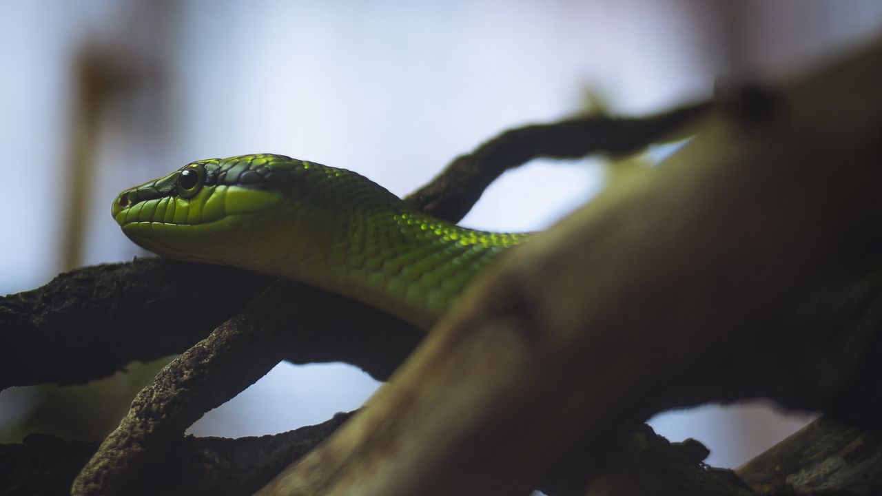 Обои змея, рептилия, зеленый, бревна