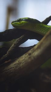 Превью обои змея, рептилия, зеленый, бревна