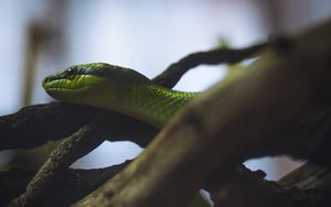 Превью обои змея, рептилия, зеленый, бревна