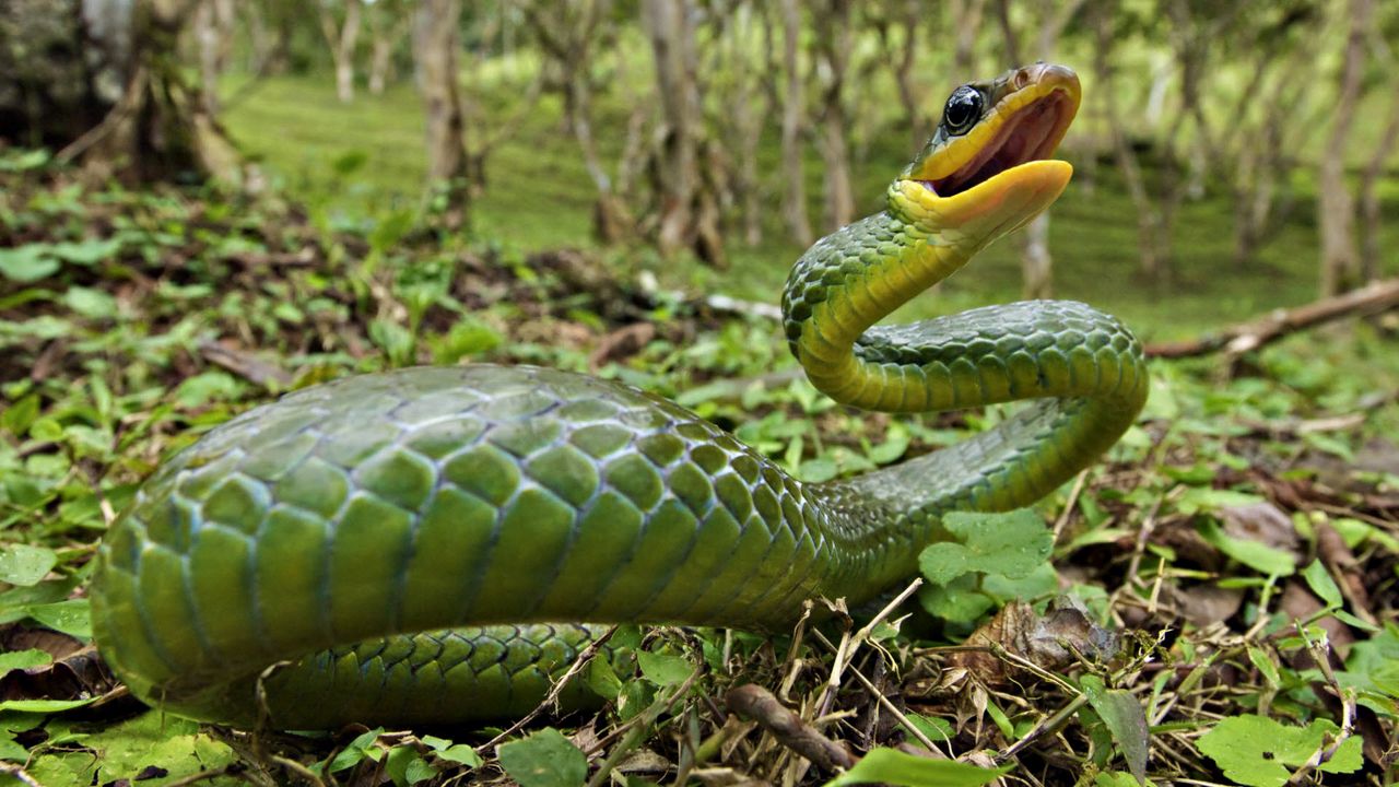 Обои змея, трава, листья, злость, яд