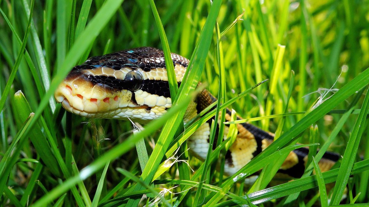 Обои змея, трава, пресмыкающееся