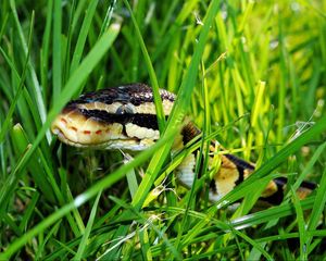 Превью обои змея, трава, пресмыкающееся