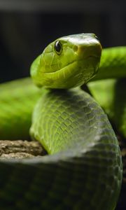 Превью обои змея, взгляд, рептилия, зеленый