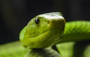 Превью обои змея, взгляд, рептилия, зеленый