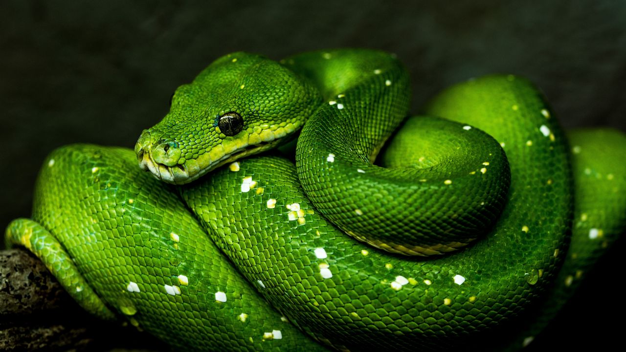 Обои змея, зеленый, пресмыкающееся, дикая природа