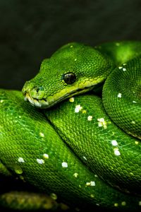 Превью обои змея, зеленый, пресмыкающееся, дикая природа