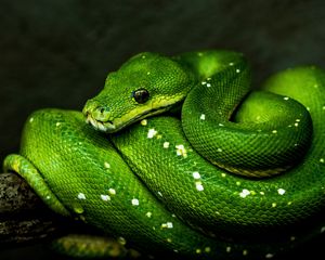 Превью обои змея, зеленый, пресмыкающееся, дикая природа