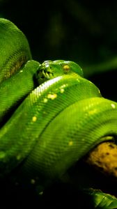 Превью обои змея, зеленый, пресмыкающееся