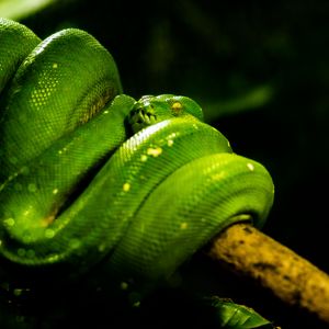 Превью обои змея, зеленый, пресмыкающееся