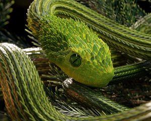 Превью обои змея, зеленый, рептилия, чешуя, 3d