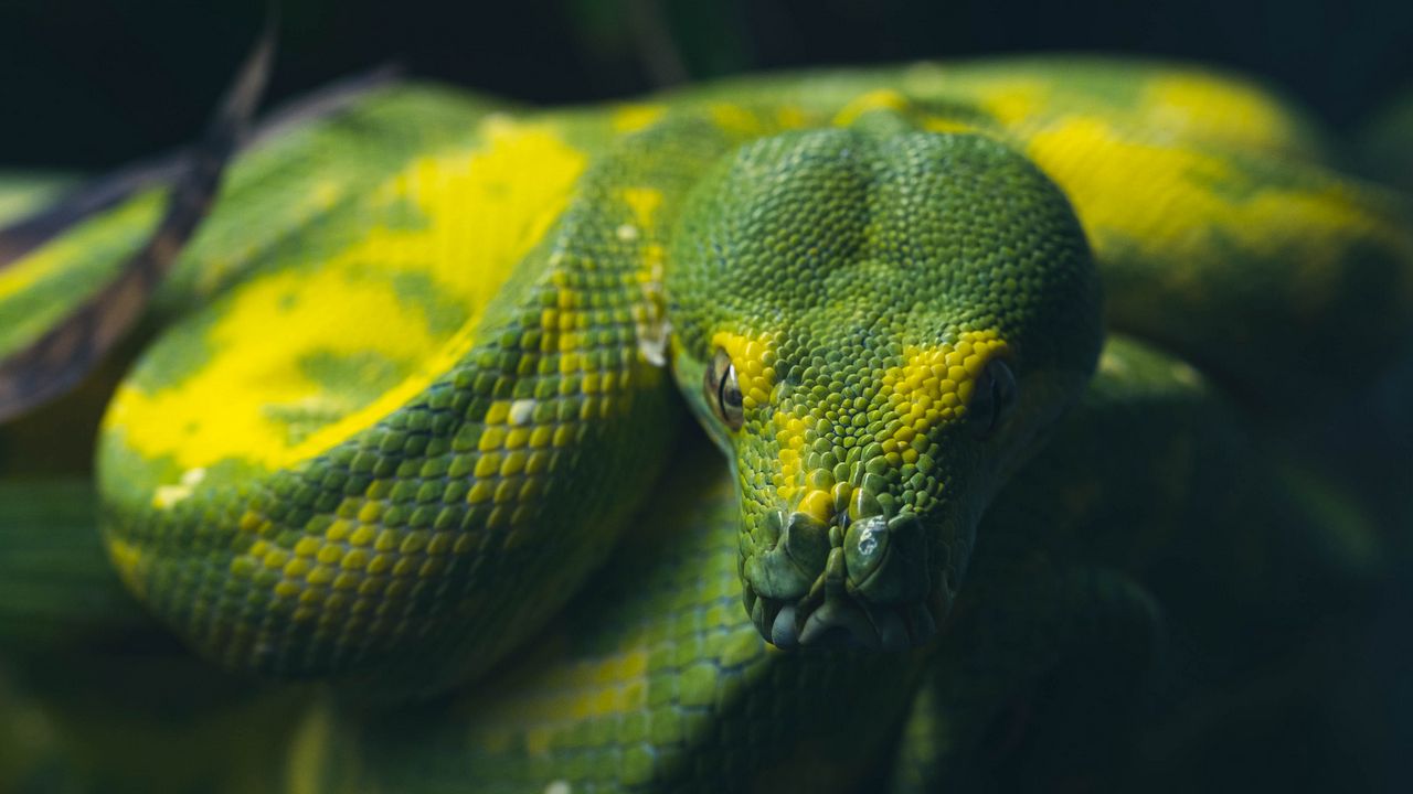 Обои змей, рептилия, зеленый