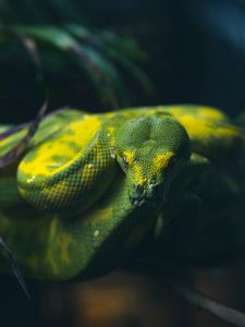 Превью обои змей, рептилия, зеленый