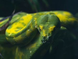 Превью обои змей, рептилия, зеленый