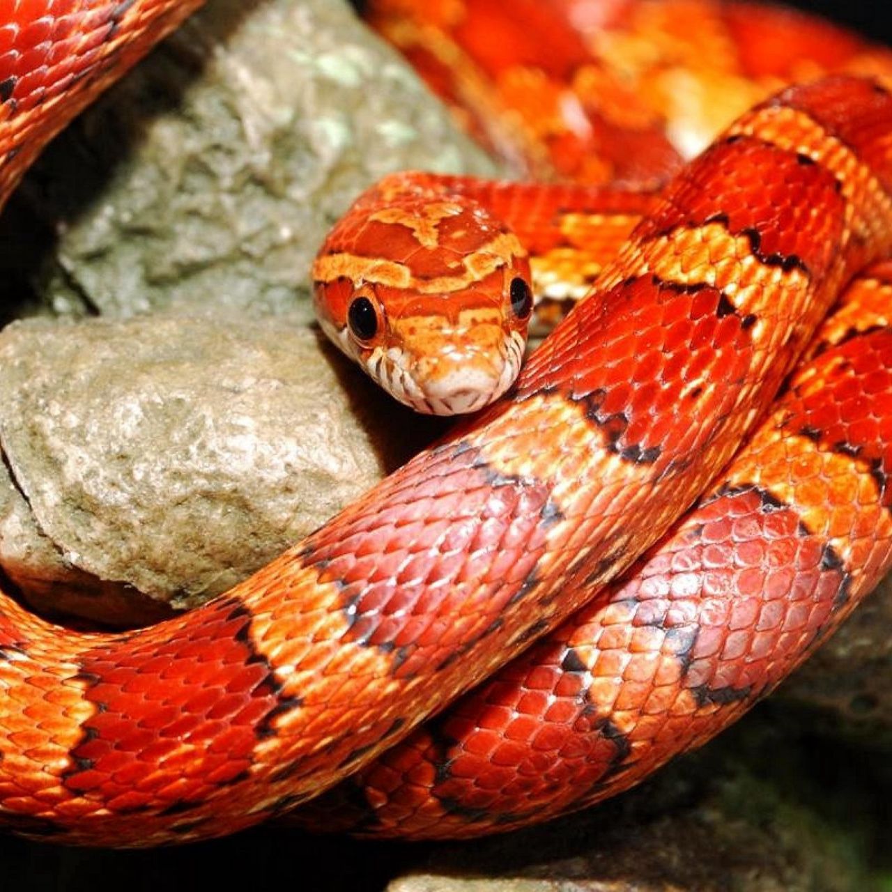 змеи породы с фото