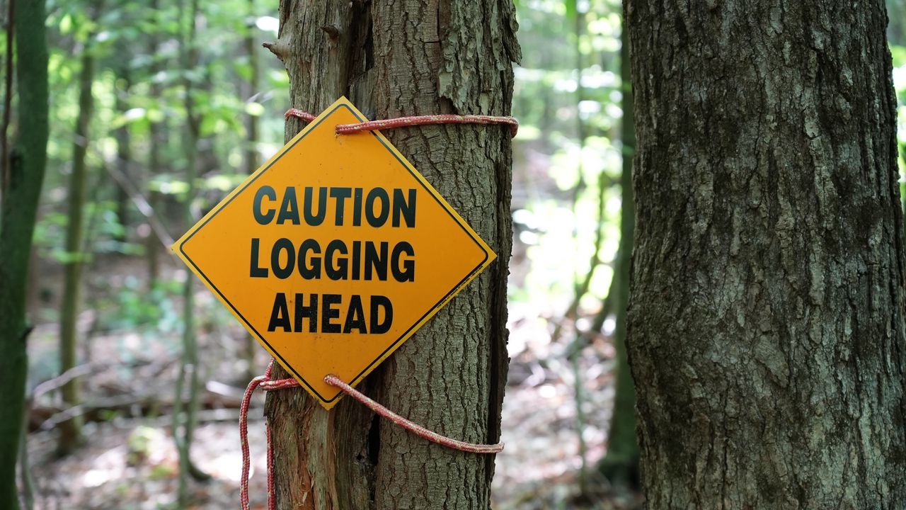 Обои знак, предупреждение, слова, дерево, лес