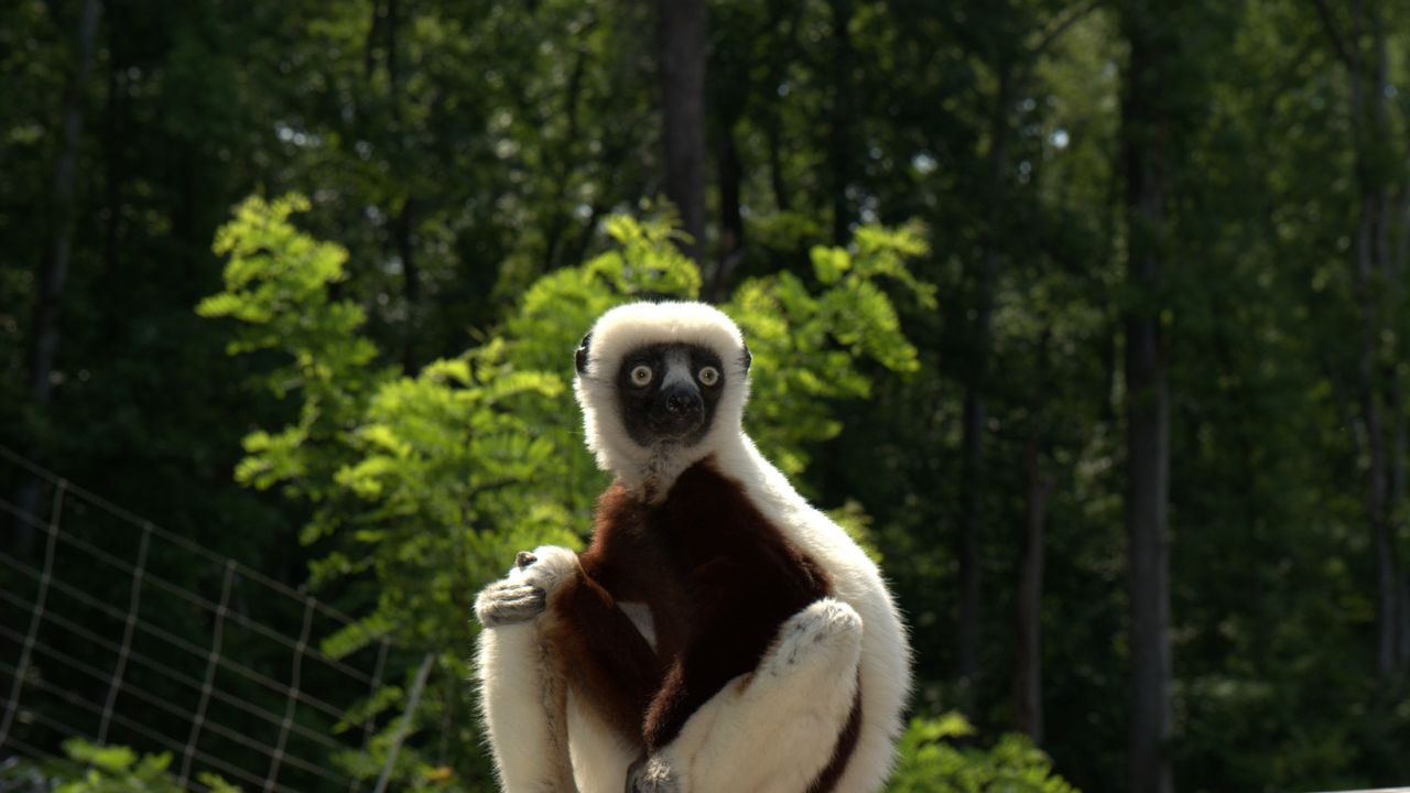 Обои zoboomafoo, 2014, лемур, zoboo