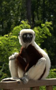 Превью обои zoboomafoo, 2014, лемур, zoboo