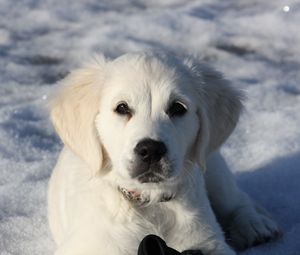 Превью обои золотистый ретривер, щенок, белый, снег, зима