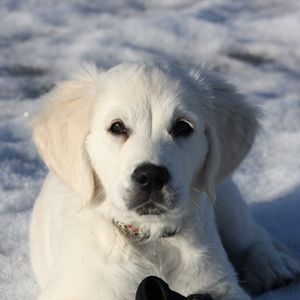 Превью обои золотистый ретривер, щенок, белый, снег, зима
