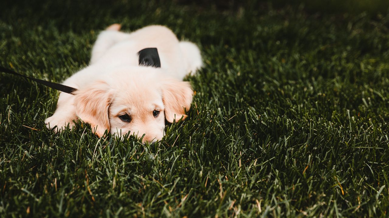 Обои золотистый ретривер, щенок, собака, трава, лежит