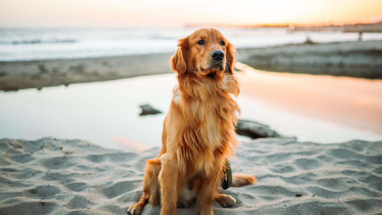 Обои золотистый ретривер, собака, сидит, песок