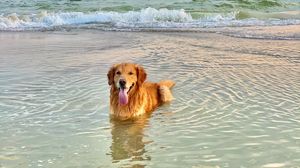 Превью обои золотистый ретривер, собака, высунутый язык, море, вода, питомец, коричневый
