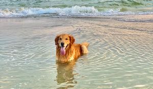 Превью обои золотистый ретривер, собака, высунутый язык, море, вода, питомец, коричневый