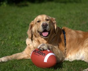 Превью обои золотой ретривер, собака, мяч, игривый, лежать, трава