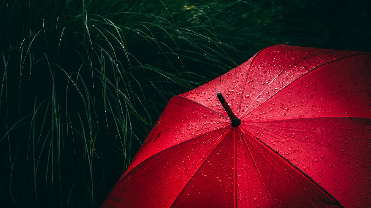 Обои зонт, трава, капли