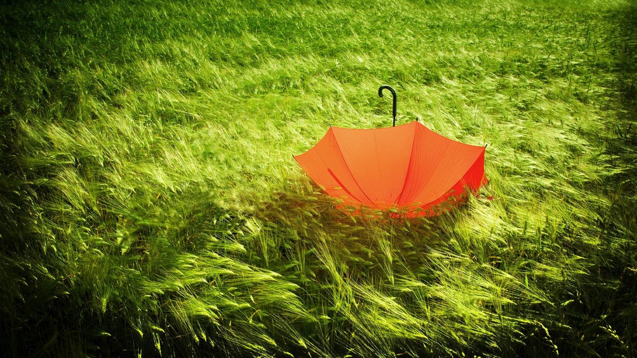 Обои зонт, трава, поле, ветер, непогода