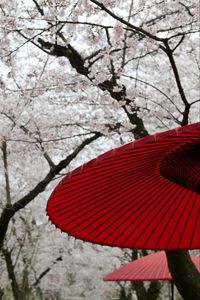 Превью обои зонтики, сакуры, цветы, цветение, япония