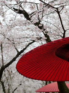 Превью обои зонтики, сакуры, цветы, цветение, япония