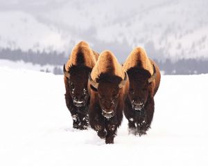 Превью обои зубр, снег, животные, зима, трое