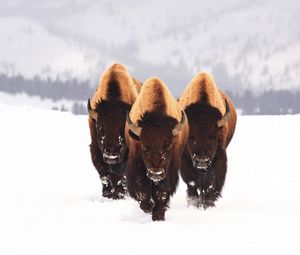 Превью обои зубр, снег, животные, зима, трое