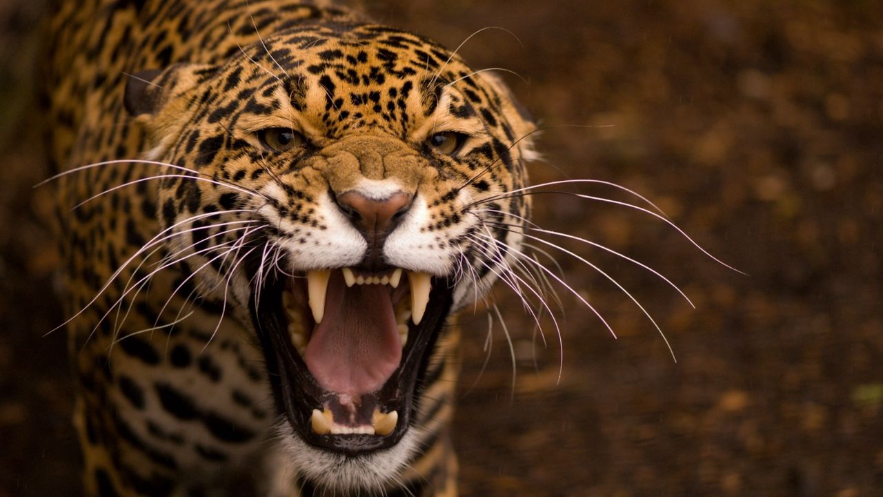 Обои зубы, ягуар, кошка, глаза